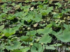 Nelumbo nucifera