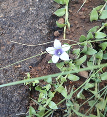 Craterocapsa tarsodes