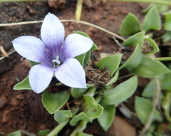 Craterocapsa tarsodes