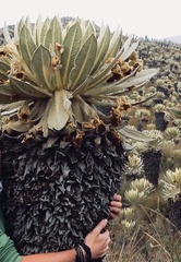 Espeletia pycnophylla