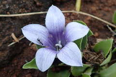 Craterocapsa tarsodes