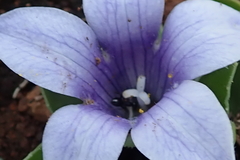 Craterocapsa tarsodes
