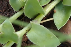 Craterocapsa tarsodes