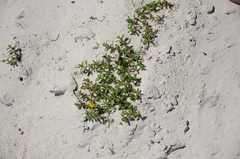 Portulaca nitida image