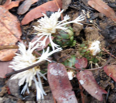 Centaurea praecox image