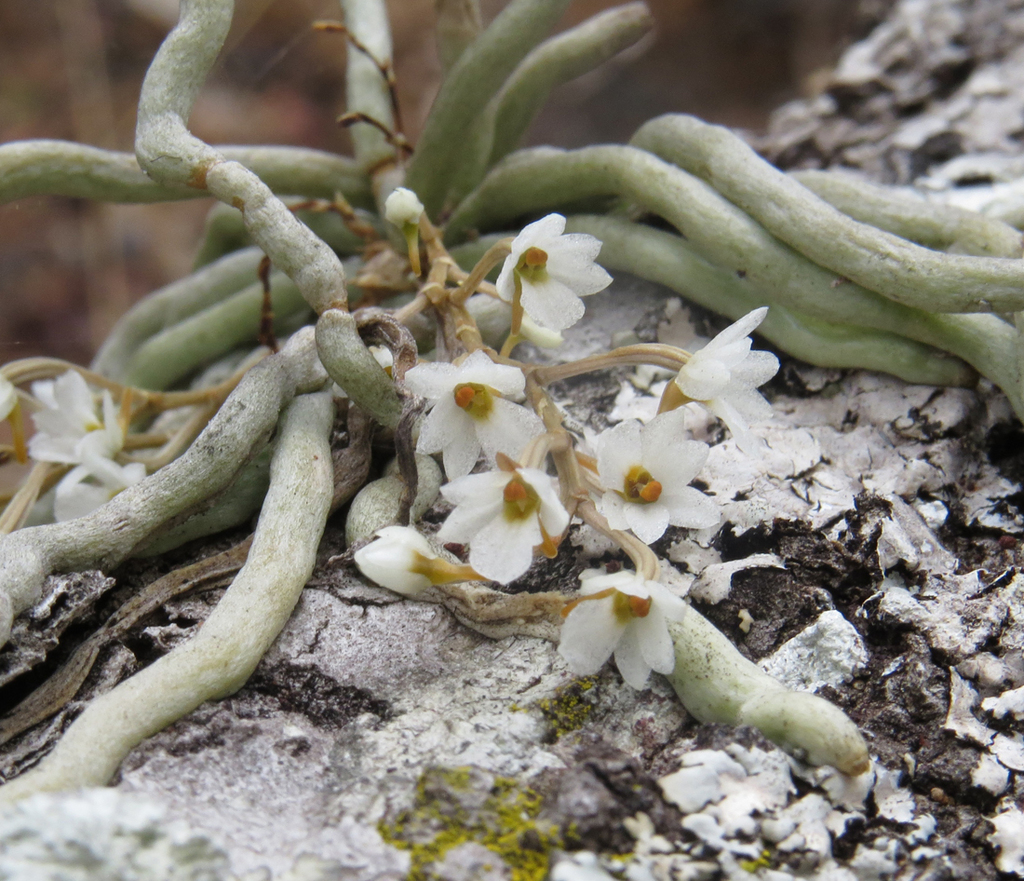 Microcoelia globulosa