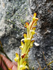 Disa comosa