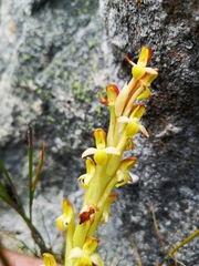 Disa comosa