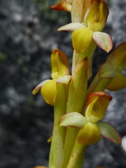 Disa comosa