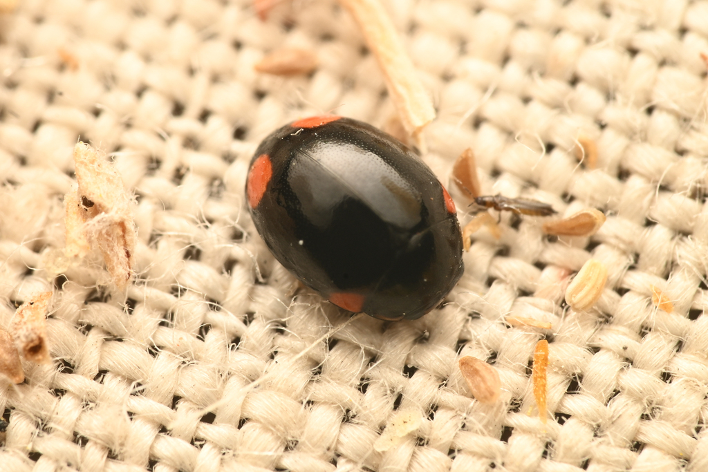 Hyperaspis nunenmacheri