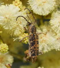 Pempsamacra dispersa