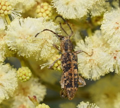 Pempsamacra dispersa