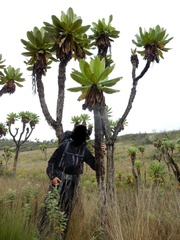 Dendrosenecio elgonensis