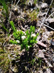 Erica triflora
