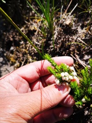 Erica triflora
