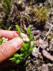 Erica triflora