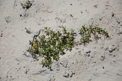 Portulaca nitida image