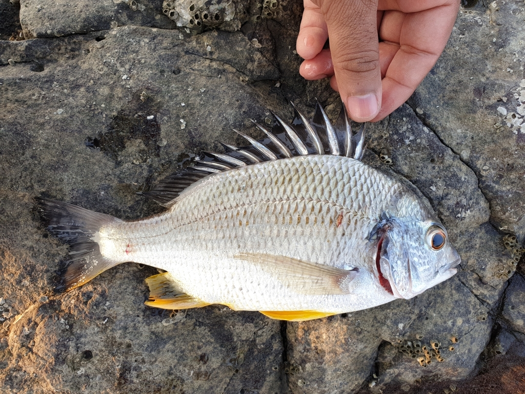 Arabian Yellowfin Seabream