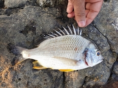 Acanthopagrus arabicus