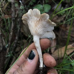 Clitocybe salmonilamella