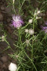 Centaurea deusta