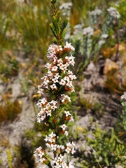 Erica walkeria