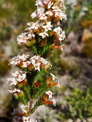 Erica walkeria
