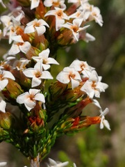 Erica walkeria