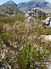 Erica walkeria