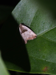 Rivula basalis