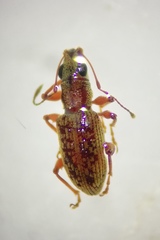 Myllocerina