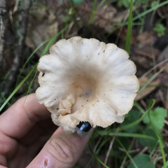 Clitocybe salmonilamella