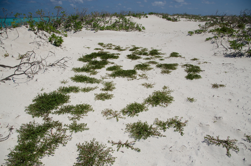 Portulaca nitida image