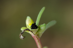 Portulaca nitida image