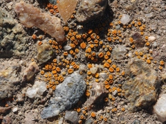 Polycauliona luteominia
