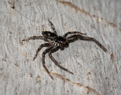 Tharpyna campestrata