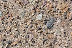 Polycauliona luteominia