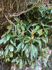 Hydrangea integrifolia