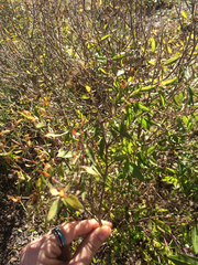 Anisacanthus quadrifidus wrightii