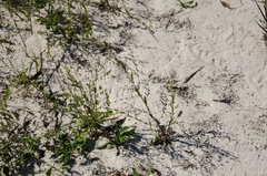 Phyllanthus maderaspatensis