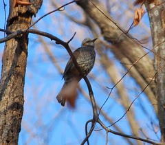 Hypsipetes amaurotis