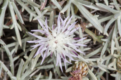 Centaurea horrida
