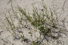 Phyllanthus maderaspatensis