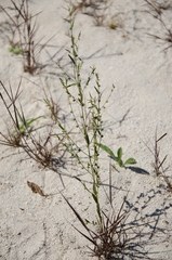 Phyllanthus maderaspatensis