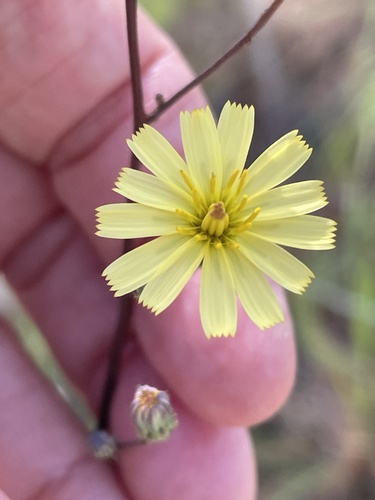 Coastal Plain Hawkweed (Hieracium megacephalon)