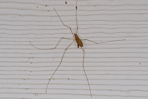 Tipula spenceriana