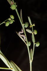 Phyllanthus maderaspatensis