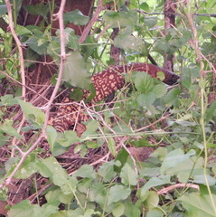 Heloderma exasperatum