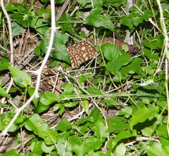 Heloderma exasperatum