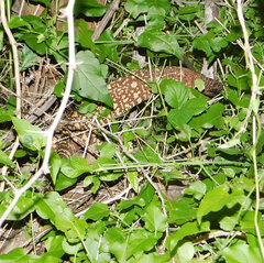 Heloderma exasperatum